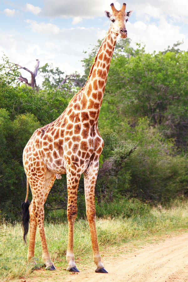 Detail Free Picture Of Giraffe Nomer 11