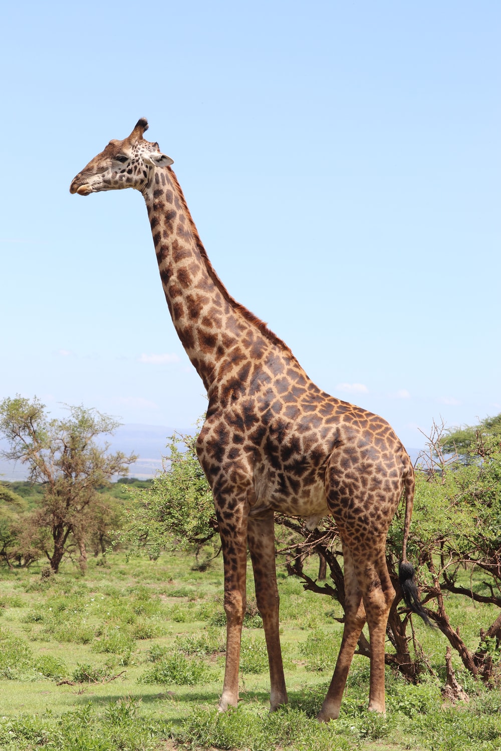 Detail Free Picture Of Giraffe Nomer 15