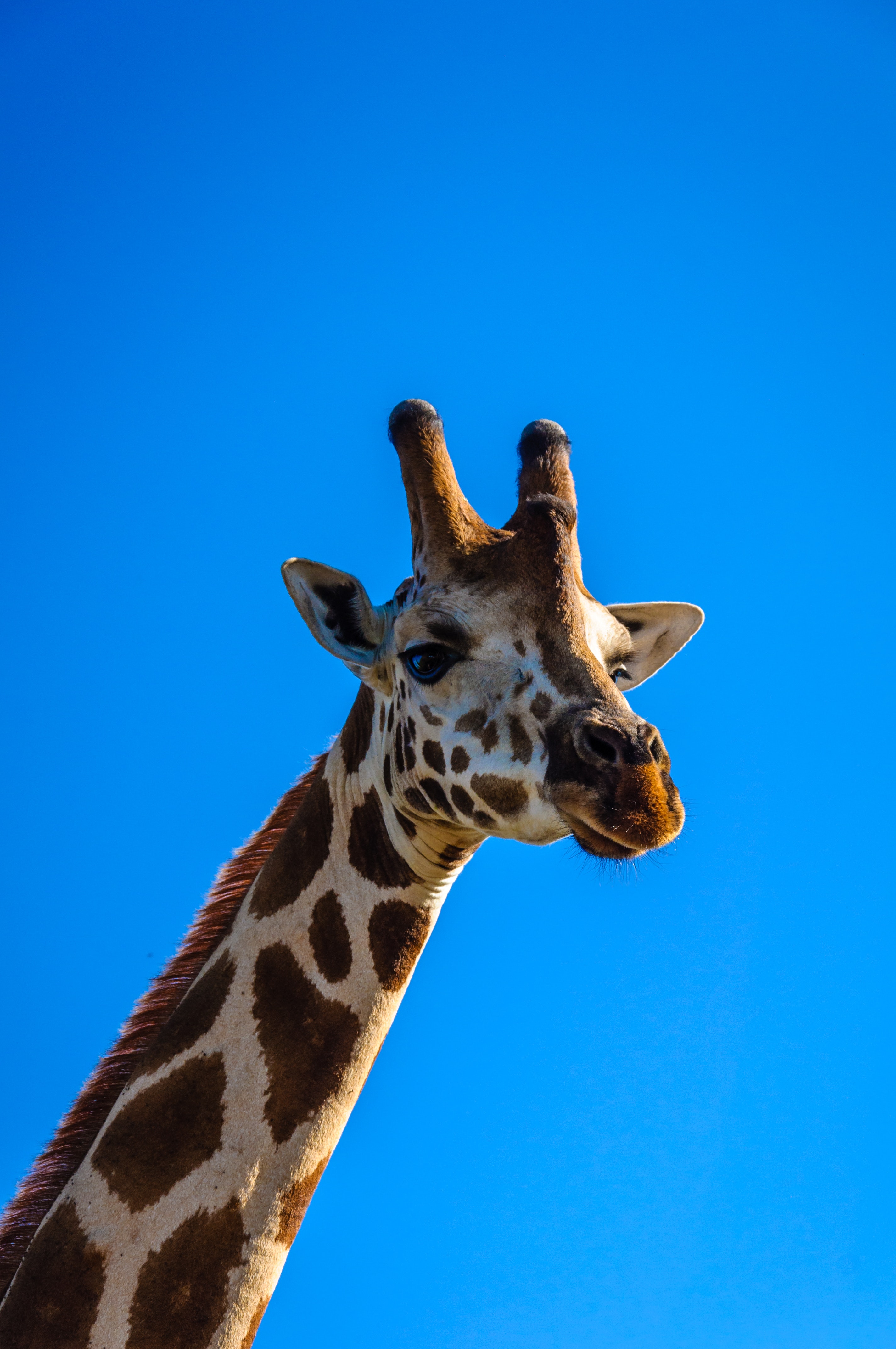 Detail Free Picture Of Giraffe Nomer 21