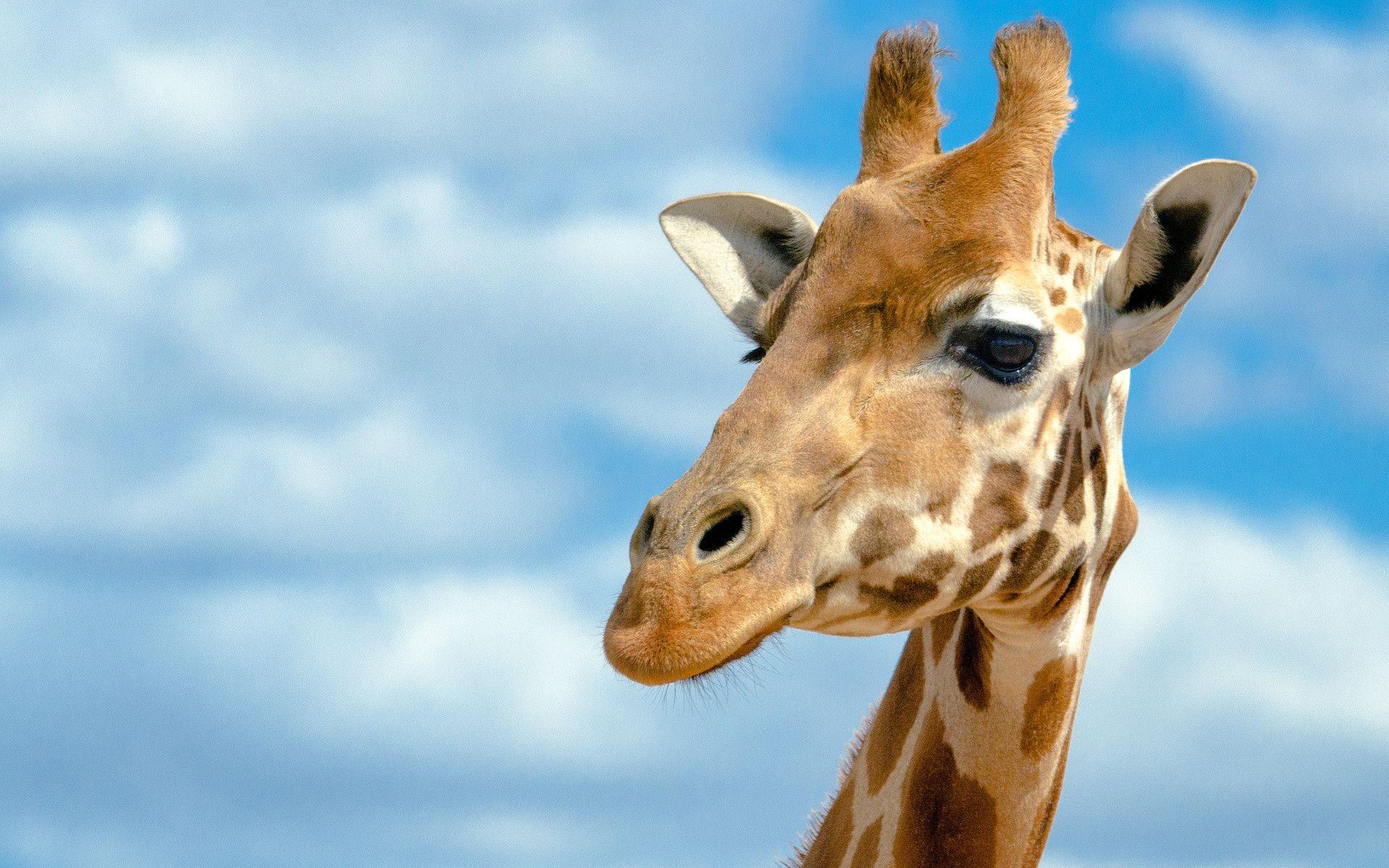 Detail Free Picture Of Giraffe Nomer 22