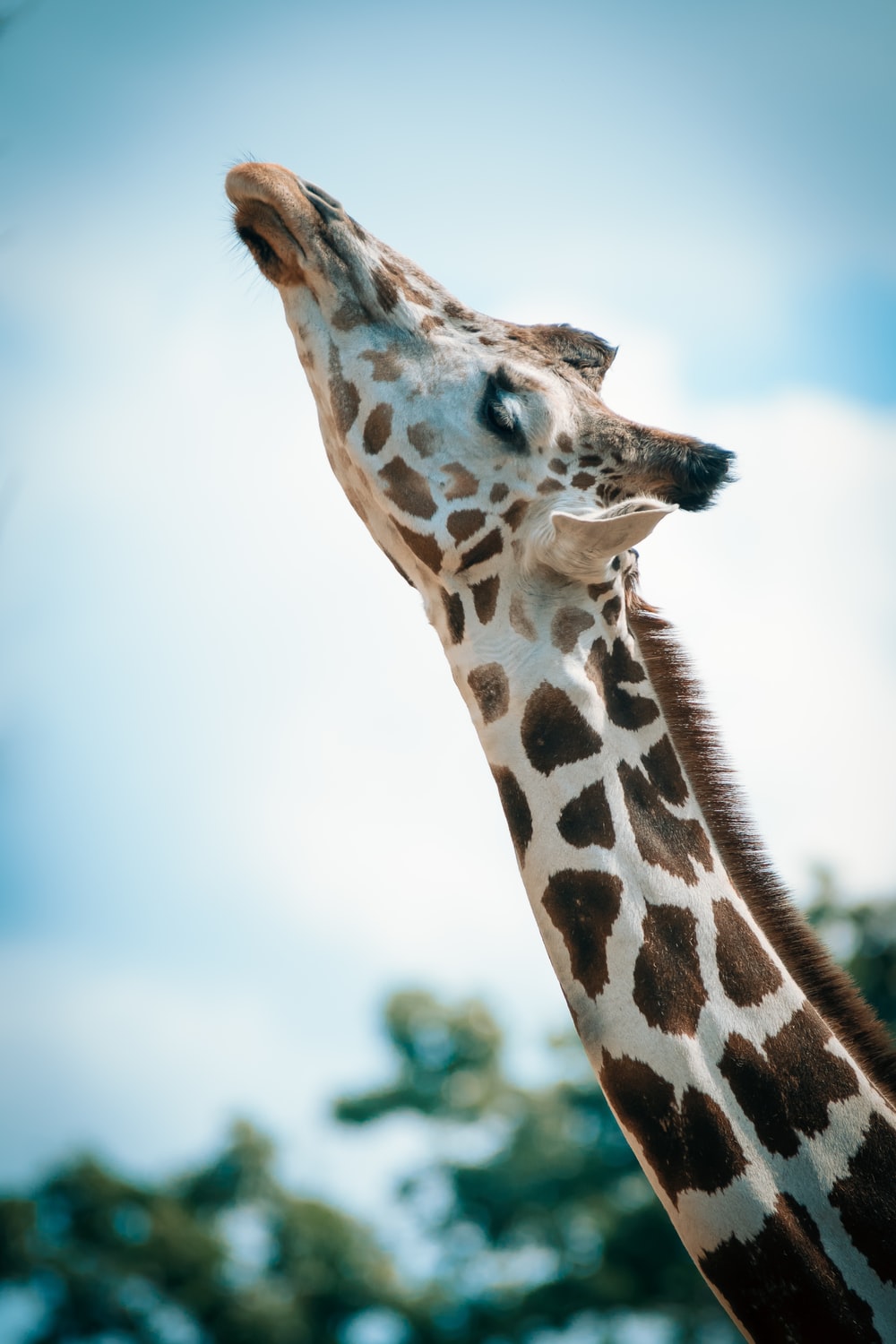 Detail Free Picture Of Giraffe Nomer 24