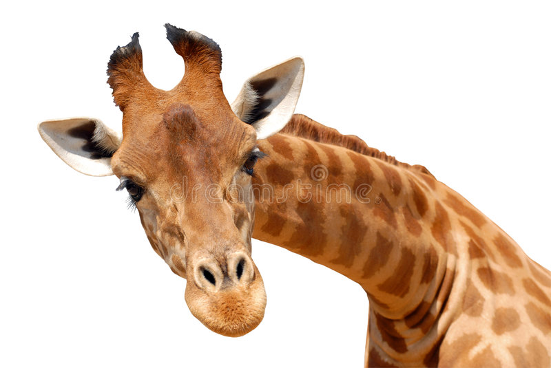 Detail Free Picture Of Giraffe Nomer 4