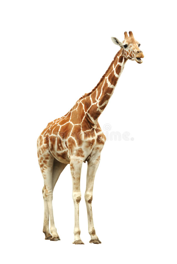 Detail Free Picture Of Giraffe Nomer 5