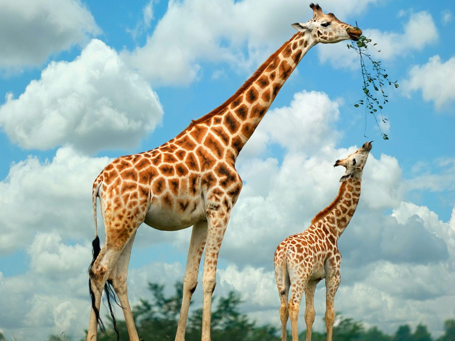 Detail Free Picture Of Giraffe Nomer 42