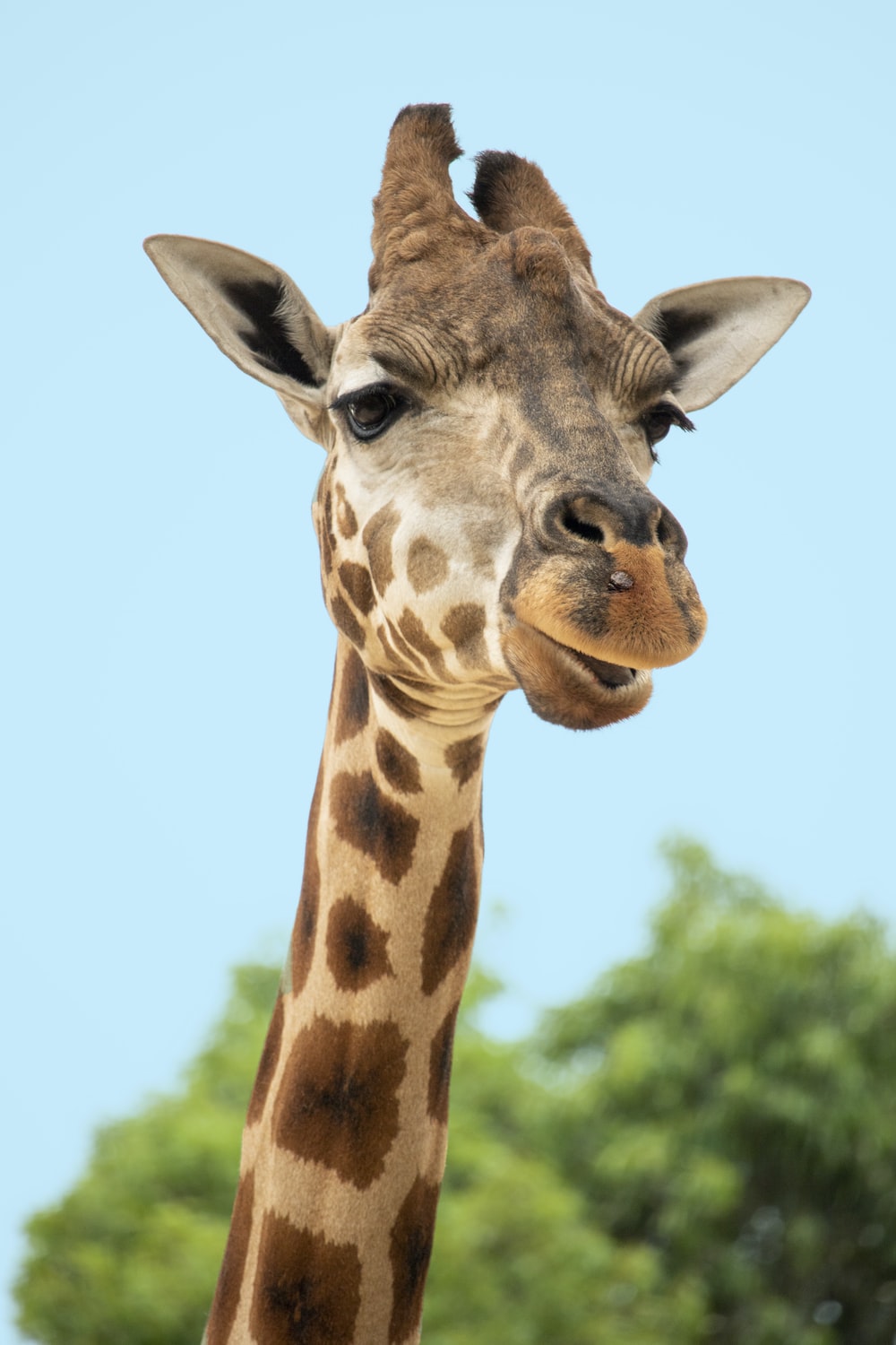 Free Pictures Of Giraffes - KibrisPDR