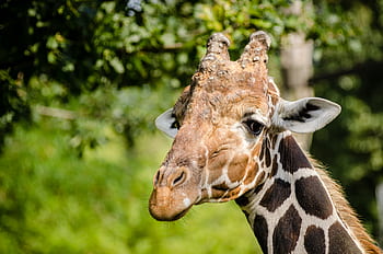 Detail Free Pictures Of Giraffes Nomer 49