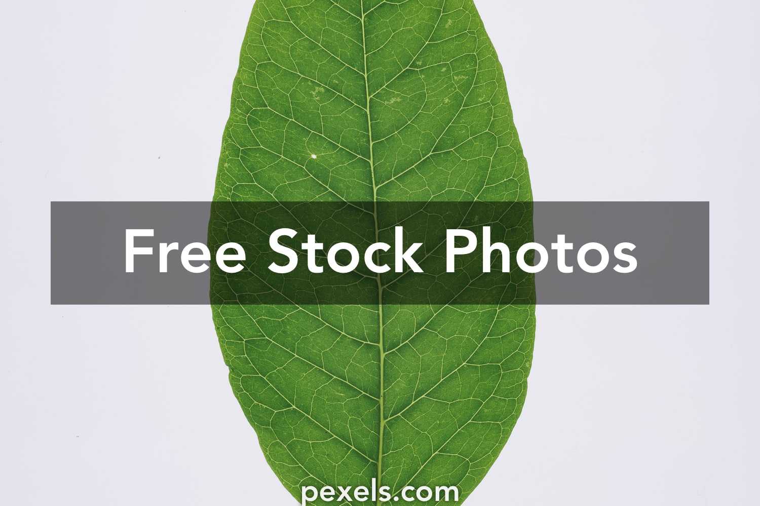 Download Free Pictures Of Leaves Nomer 42