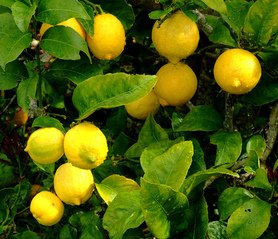 Detail Free Pictures Of Lemons Nomer 24