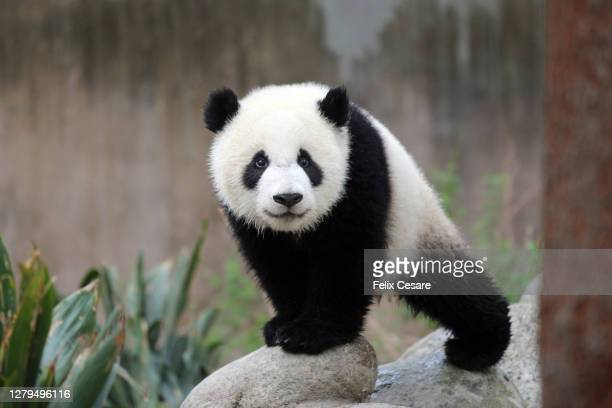 Detail Free Pictures Of Pandas Nomer 22
