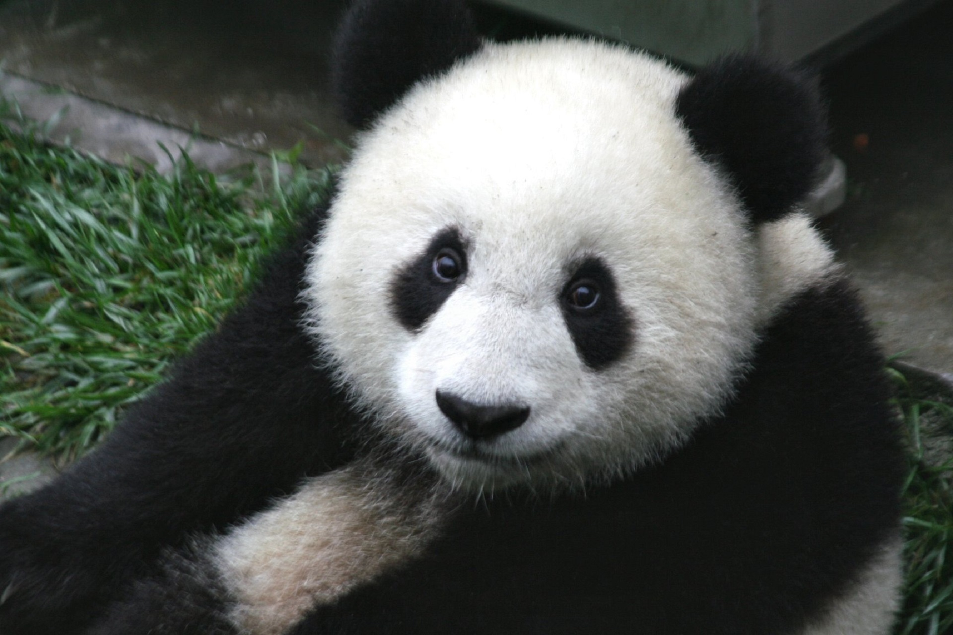 Detail Free Pictures Of Pandas Nomer 25