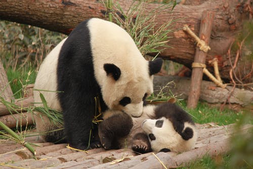 Detail Free Pictures Of Pandas Nomer 41