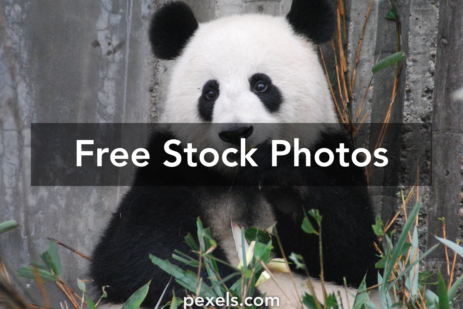 Detail Free Pictures Of Pandas Nomer 54