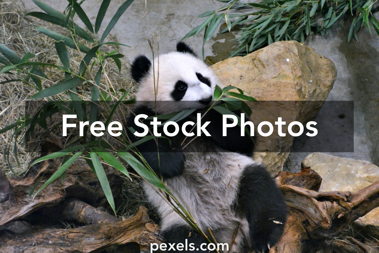 Detail Free Pictures Of Pandas Nomer 56