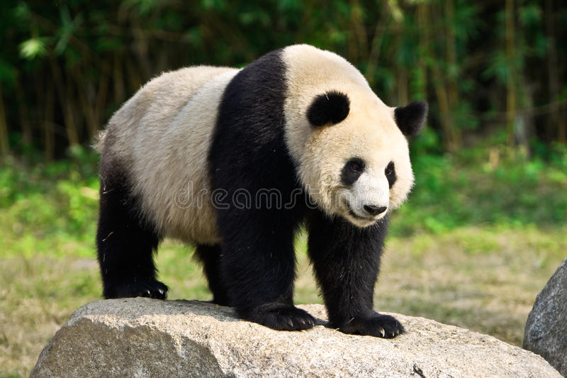 Detail Free Pictures Of Pandas Nomer 9