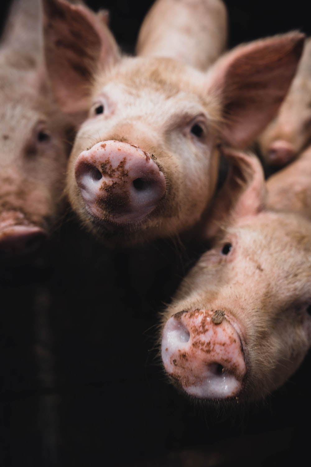 Download Free Pictures Of Pigs Nomer 21