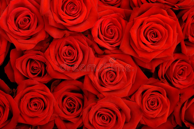 Detail Free Pictures Of Roses Nomer 4