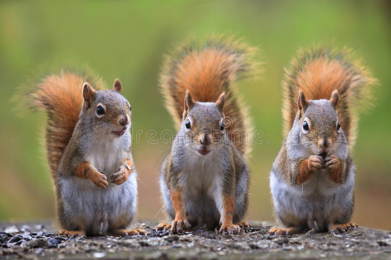Free Pictures Of Squirrels - KibrisPDR