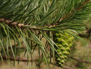 Detail Free Pine Tree Images Nomer 18