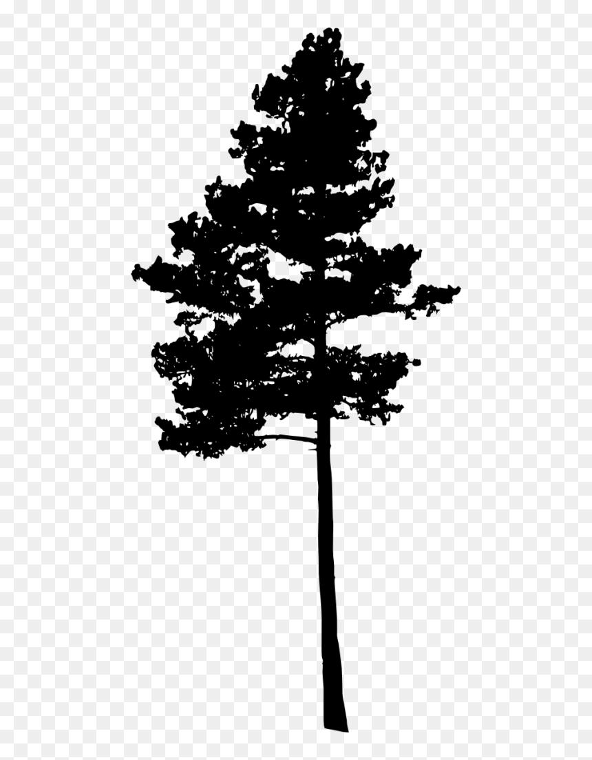 Detail Free Pine Tree Images Nomer 19