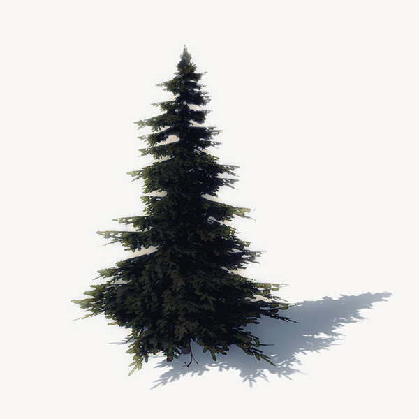 Detail Free Pine Tree Images Nomer 6