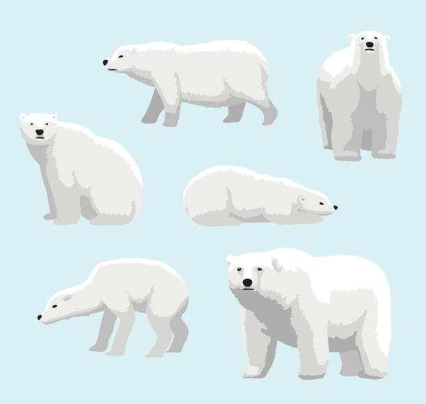 Detail Free Polar Bear Clipart Nomer 51