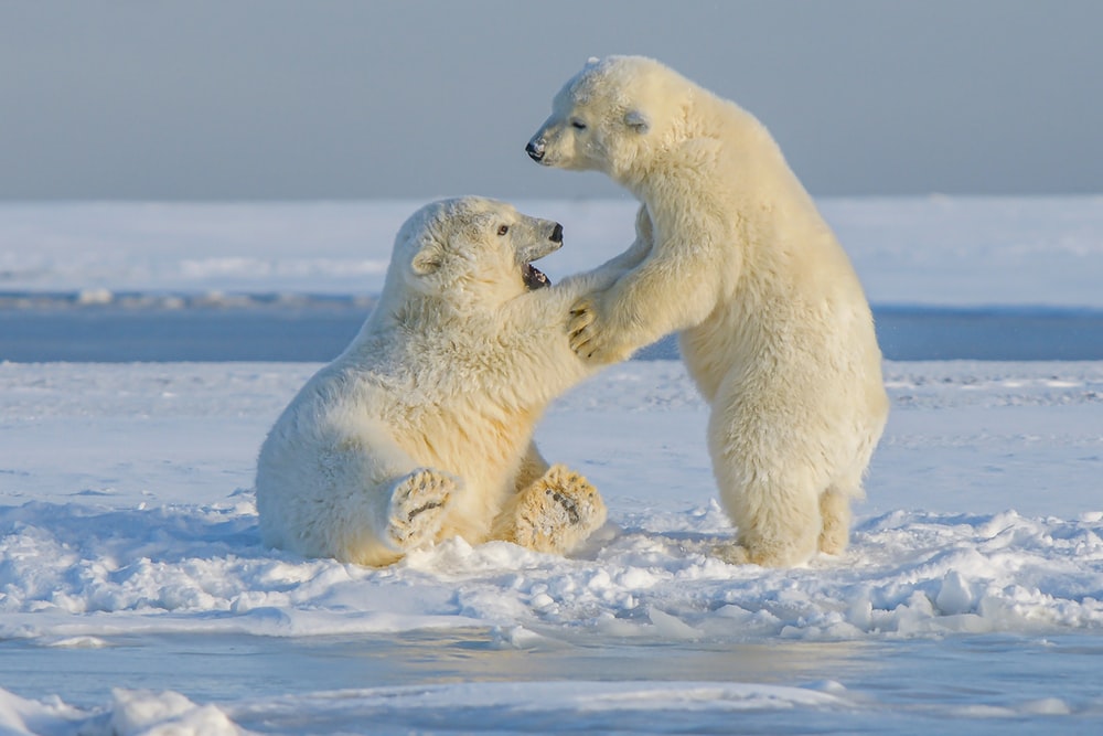Free Polar Bear Pictures - KibrisPDR