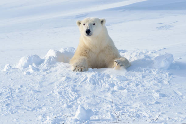 Detail Free Polar Bear Pictures Nomer 15