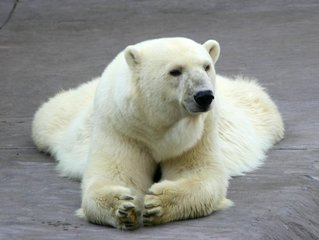 Detail Free Polar Bear Pictures Nomer 17