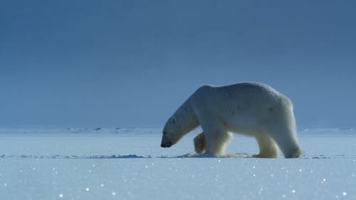 Detail Free Polar Bear Pictures Nomer 24