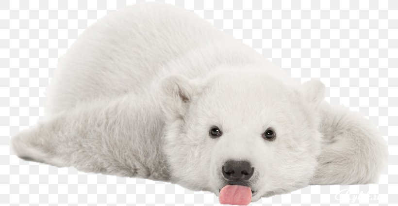 Detail Free Polar Bear Pictures Nomer 36