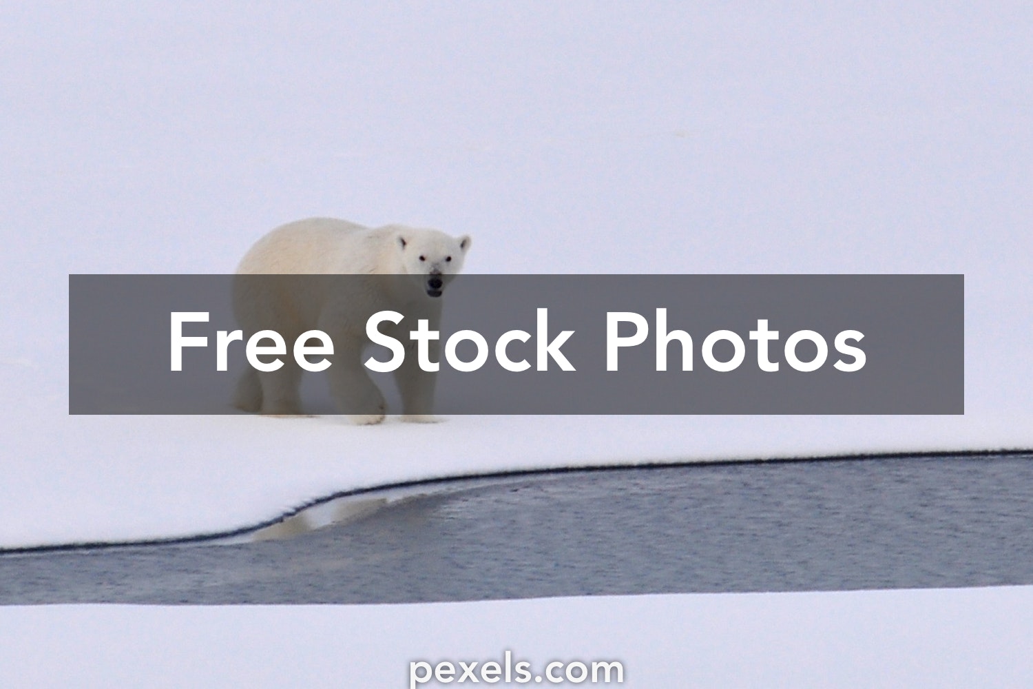 Detail Free Polar Bear Pictures Nomer 37