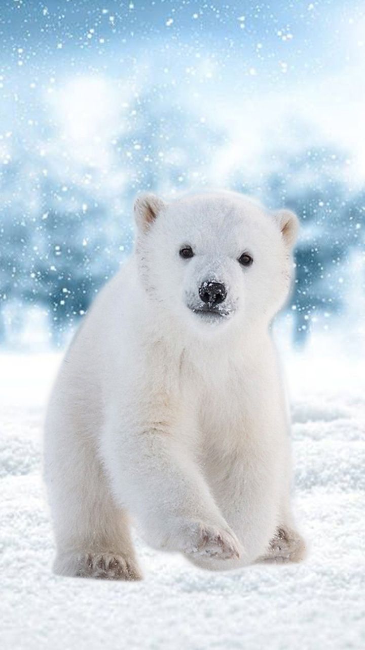 Detail Free Polar Bear Pictures Nomer 38