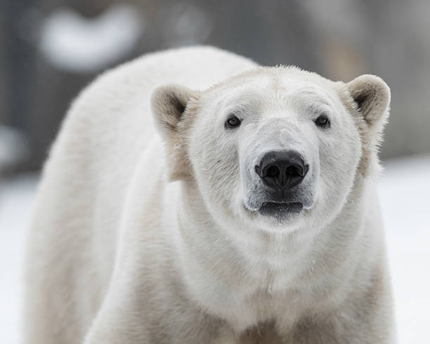 Detail Free Polar Bear Pictures Nomer 40