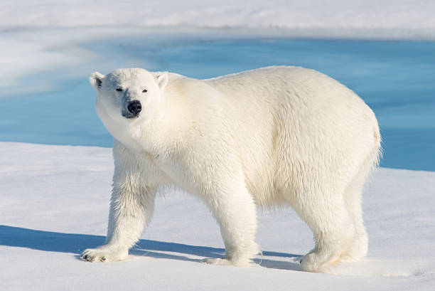 Detail Free Polar Bear Pictures Nomer 6