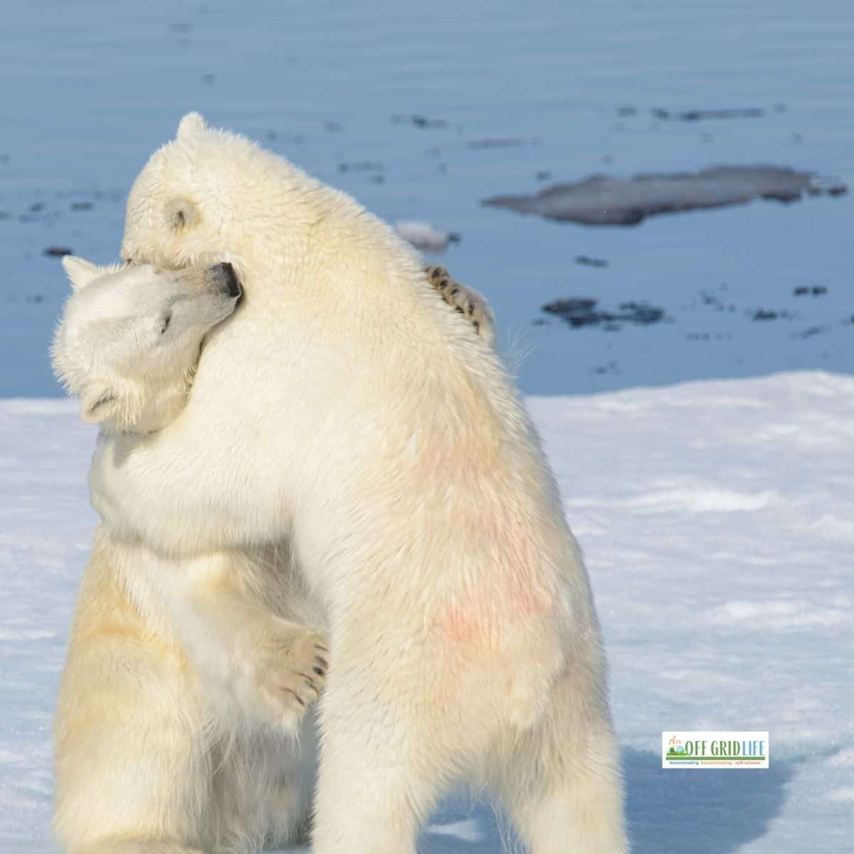 Detail Free Polar Bear Pictures Nomer 56