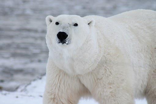 Detail Free Polar Bear Pictures Nomer 10