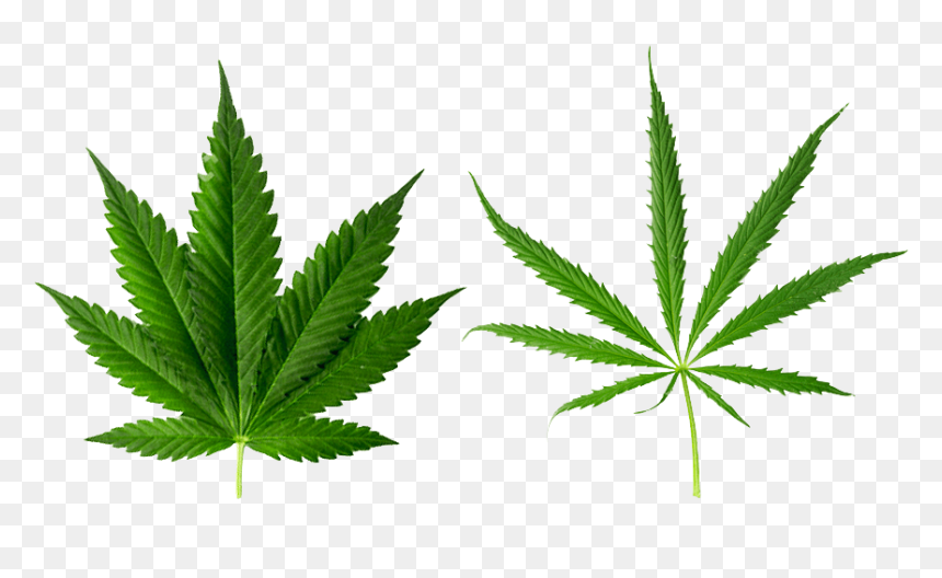 Detail Free Pot Leaf Vector Nomer 52