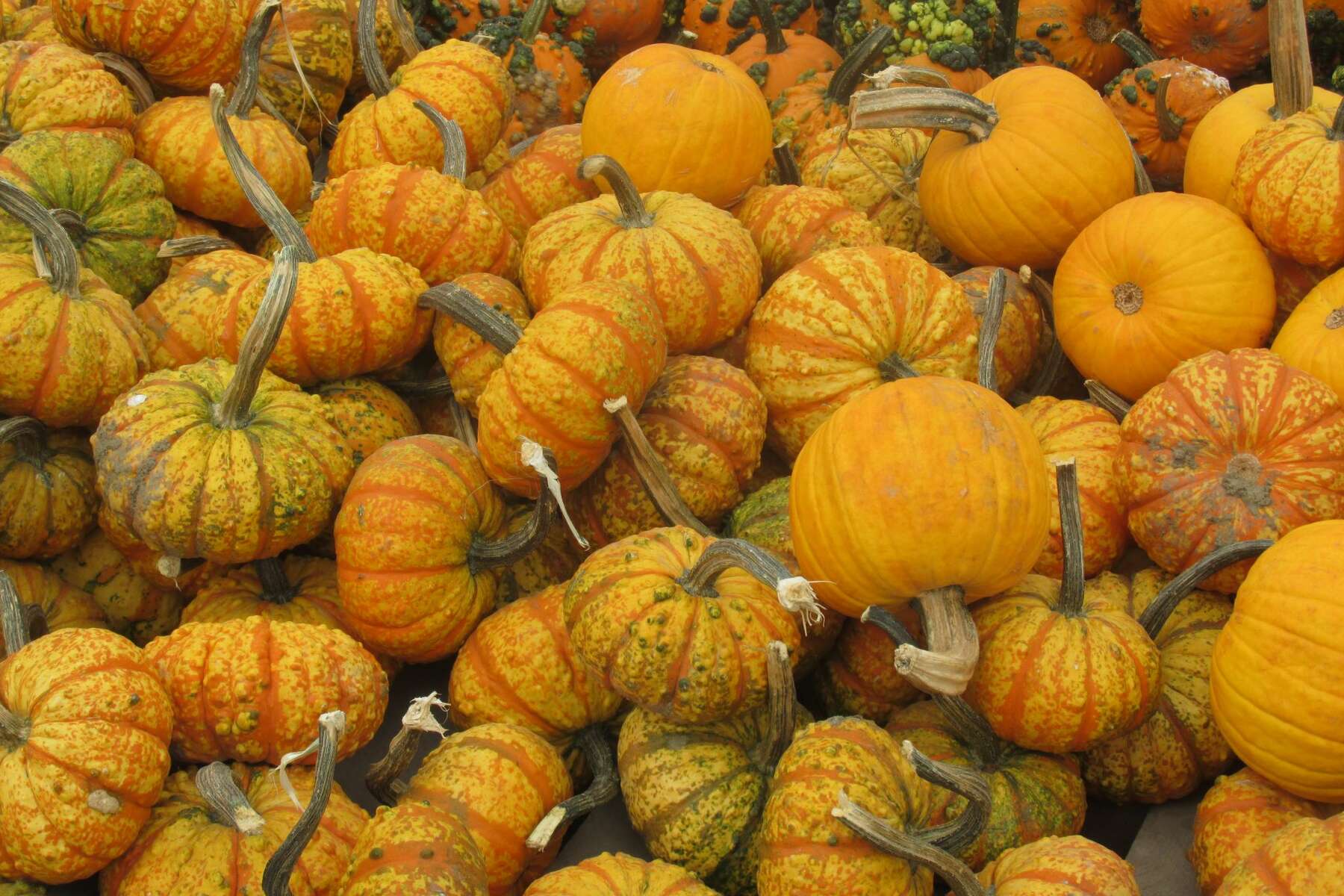 Detail Free Pumpkins Pictures Nomer 29