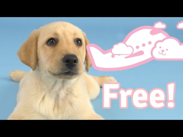 Detail Free Puppy Photo Nomer 9