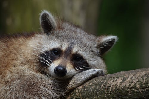 Free Raccoon Photos - KibrisPDR