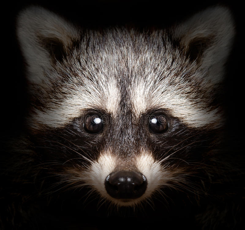 Detail Free Raccoon Photos Nomer 16