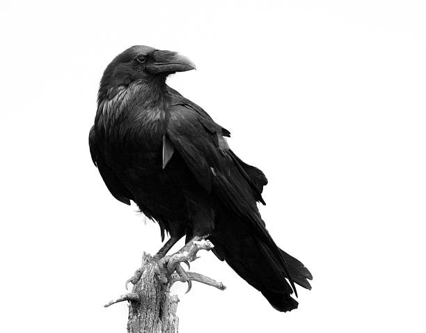 Detail Free Raven Nomer 31