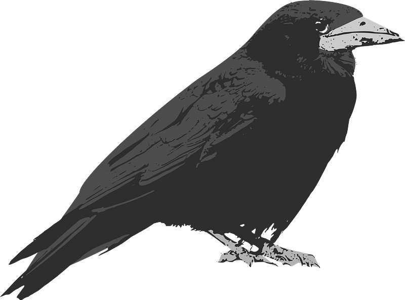 Detail Free Raven Clipart Nomer 7