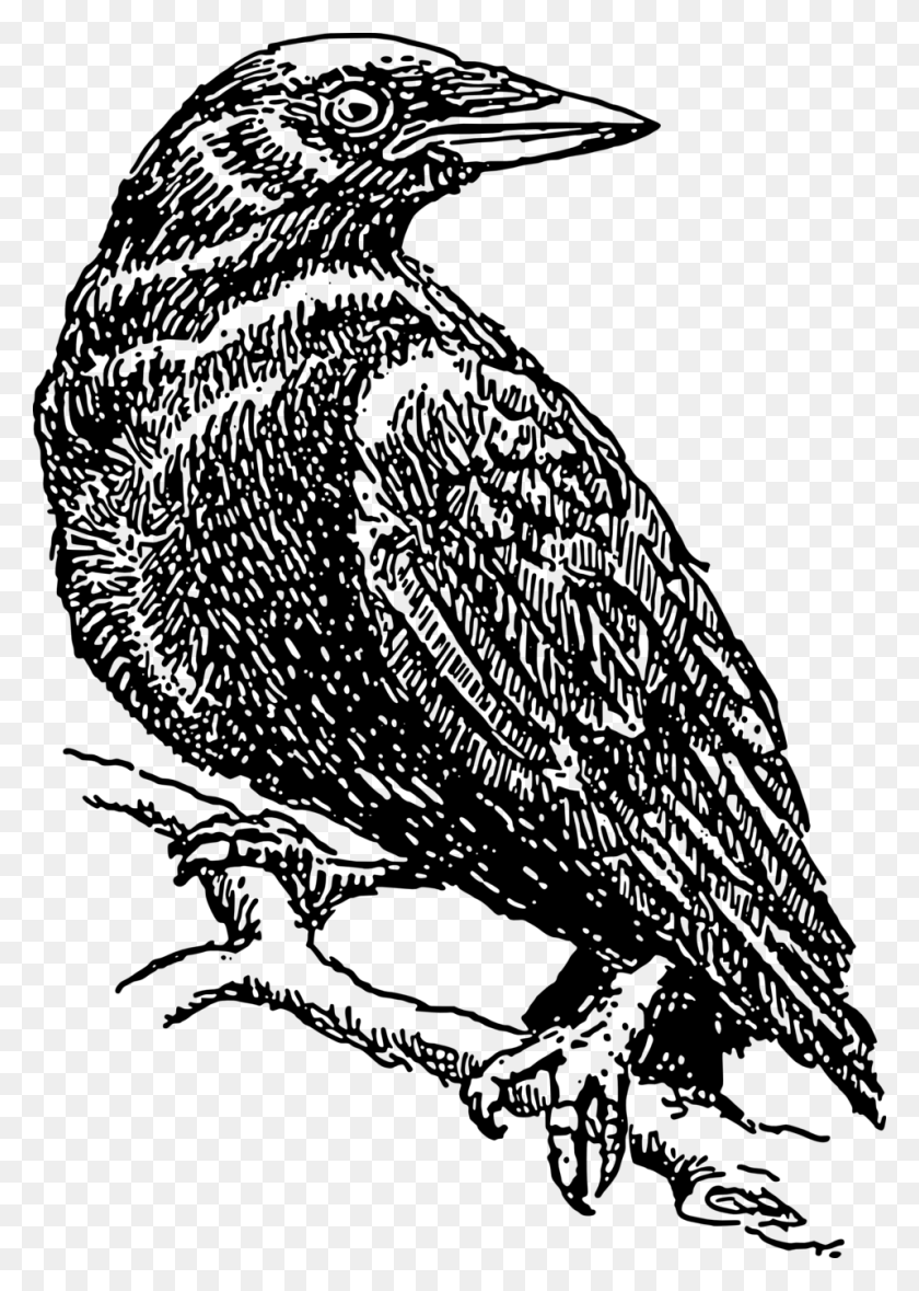 Detail Free Raven Clipart Nomer 33