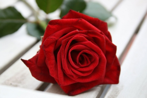 Detail Free Red Rose Images Nomer 17