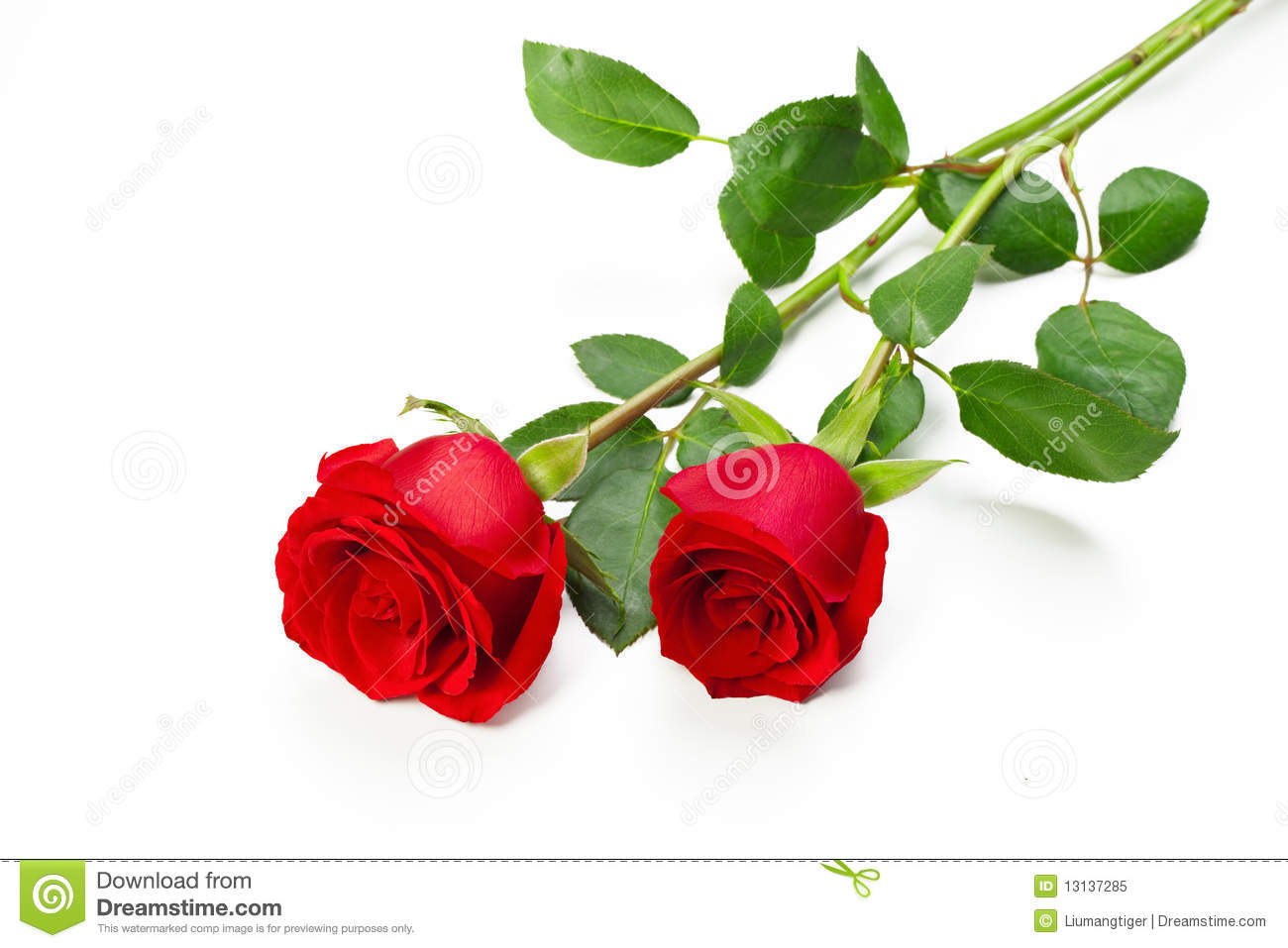 Detail Free Red Rose Images Nomer 23