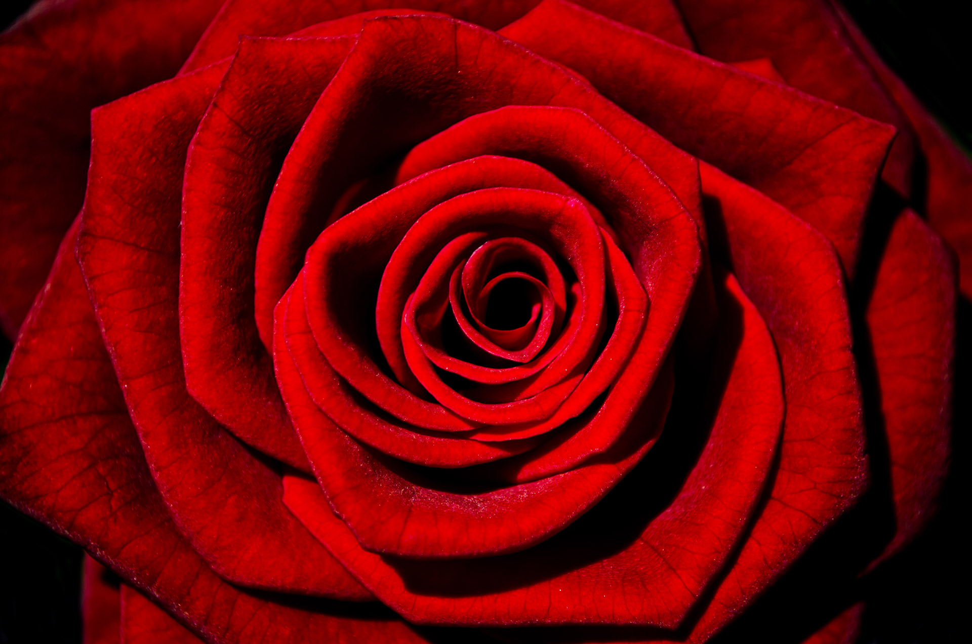 Detail Free Red Rose Images Nomer 25