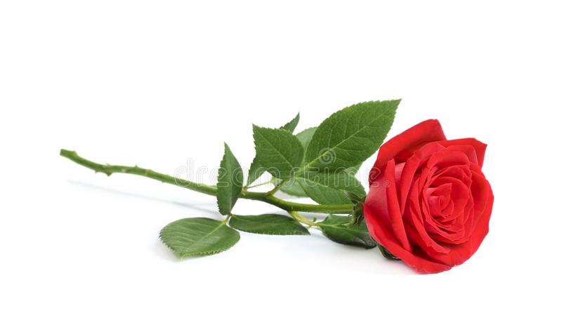 Detail Free Red Rose Images Nomer 8