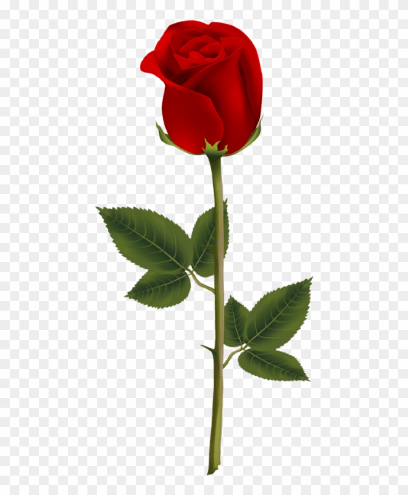 Detail Free Rose Png Nomer 5