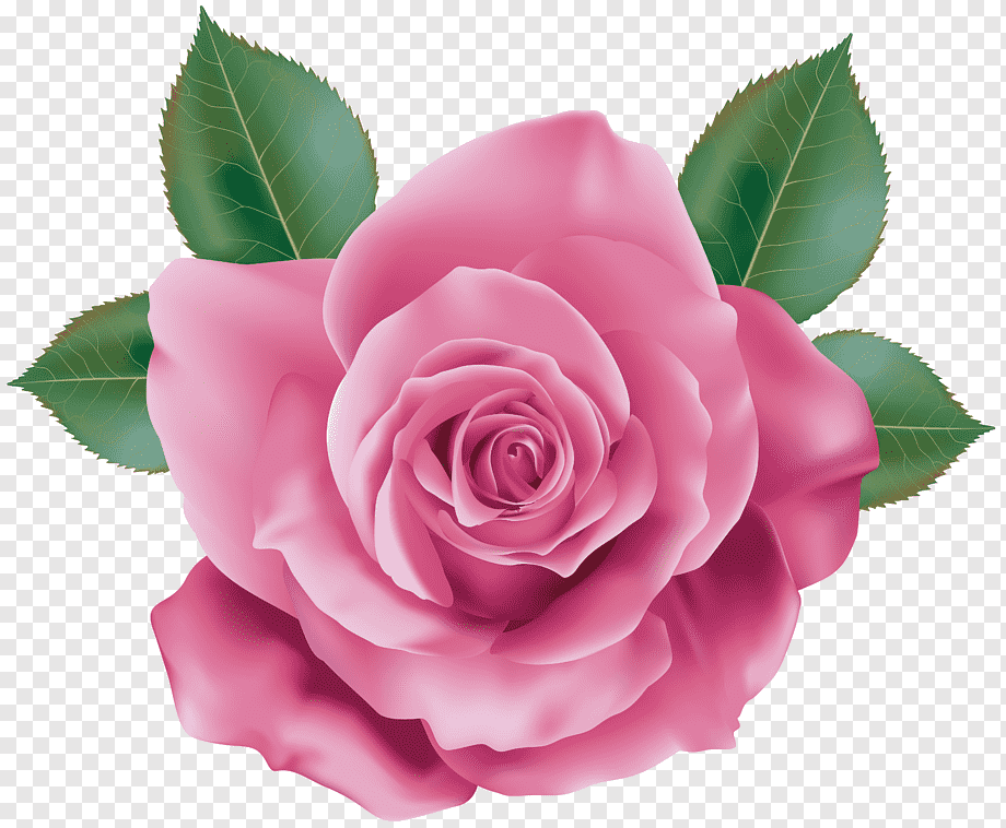 Detail Free Rose Png Nomer 49